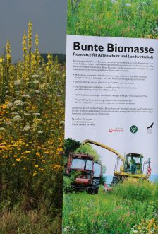 Projekt "Bunte Biomasse" - Wildblumen auf dem Feld von Landwirt Richard Schulte © Foto Kreis Paderborn